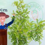 Jujuba – čínska datľa (Ziziphus jujuba) ´DONGZAO´ – výška 160–190 cm, kont. C10L, na kmienku